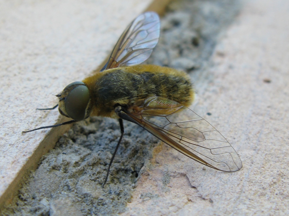 Bombyliidae: Villa sp.